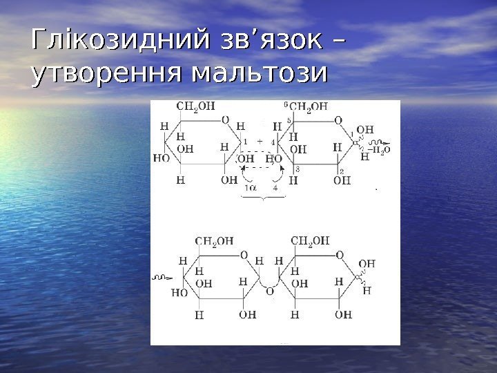   Глікозидний зв’язок – утворення мальтози 