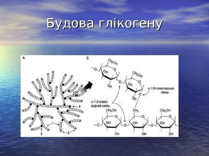   Будова глікогену 