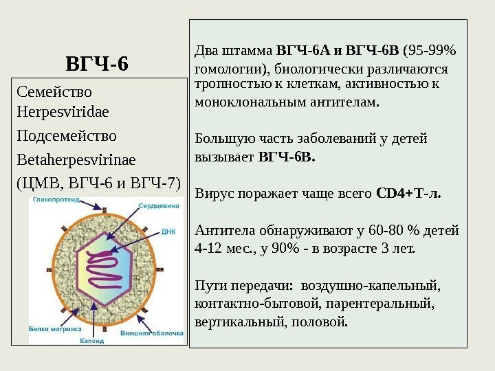 ВГЧ-6 Два штамма ВГЧ-6 A и ВГЧ-6 B (95 -99 гомологии), биологически различаются 