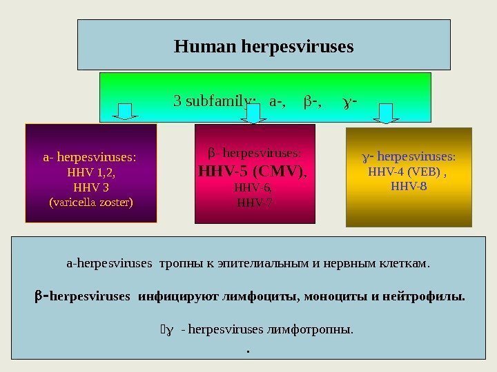3 subfamily:  a-,  ,  a- herpesviruses:  H Н V 1,