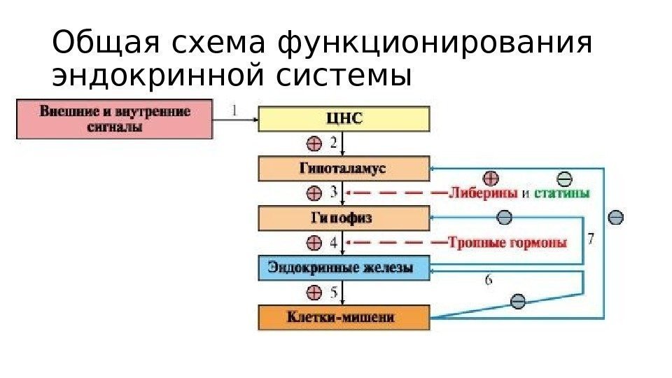 Схема взаимодействия эндокринных желез