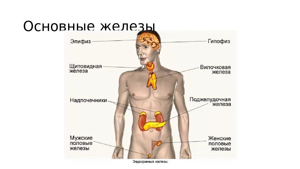 Железы внутренней и смешанной секреции рисунок