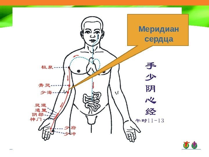 Меридиан сердца 