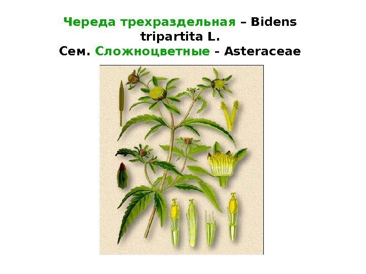 Череда трехраздельная – Bidens tripartita L. Сем.  Сложноцветные  - Asteraceae 