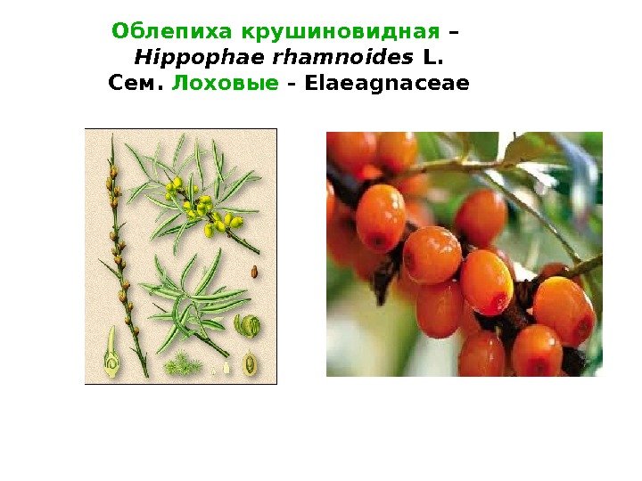 Облепиха крушиновидная – Hippophae rhamnoides L. Сем.  Лоховые - Elaeagnaceae 
