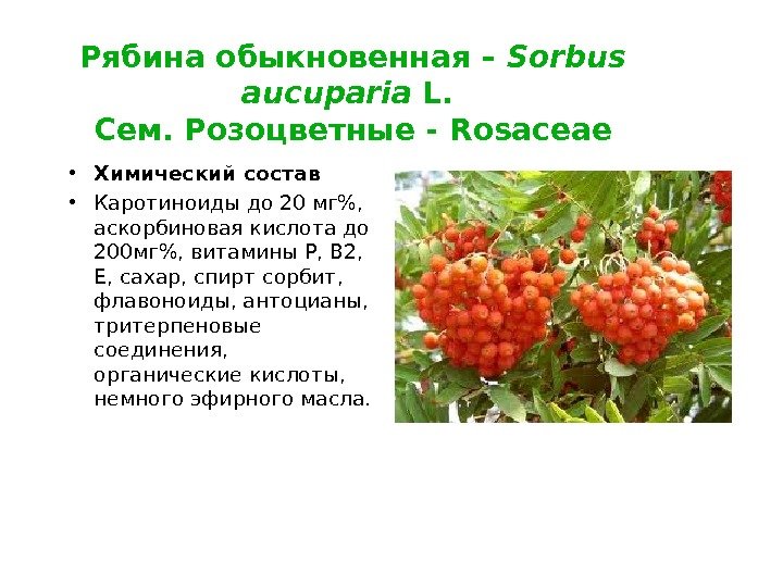 Рябина обыкновенная – Sorbus aucuparia L.  Сем. Розоцветные - Rosaceae • Химический состав