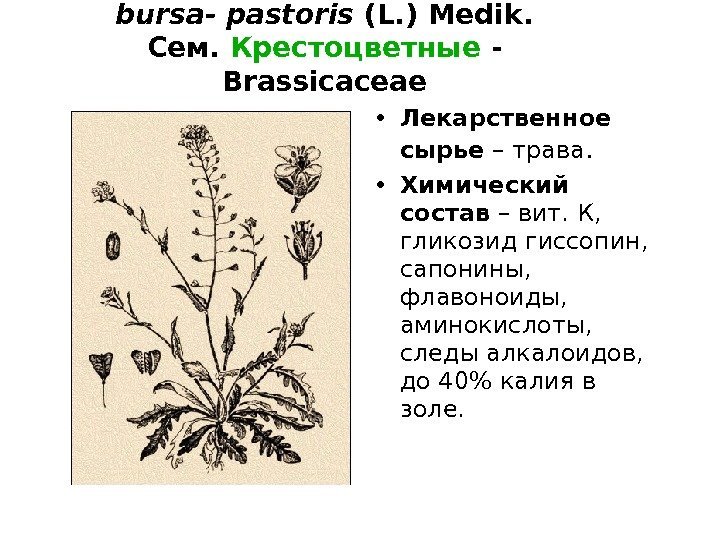 Пастушья сумка – Capsella bursa - pastoris (L. ) Medik. Сем.  Крестоцветные -