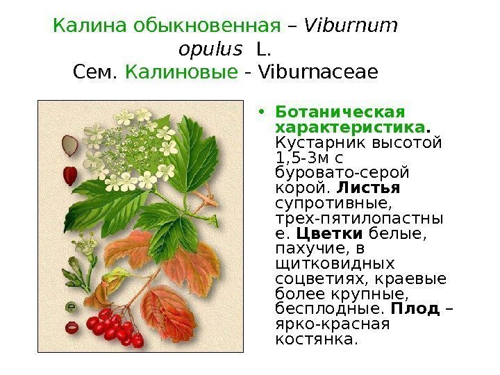 Калина обыкновенная – Viburnum opulus  L. Сем.  Калиновые - Viburnaceae • Ботаническая