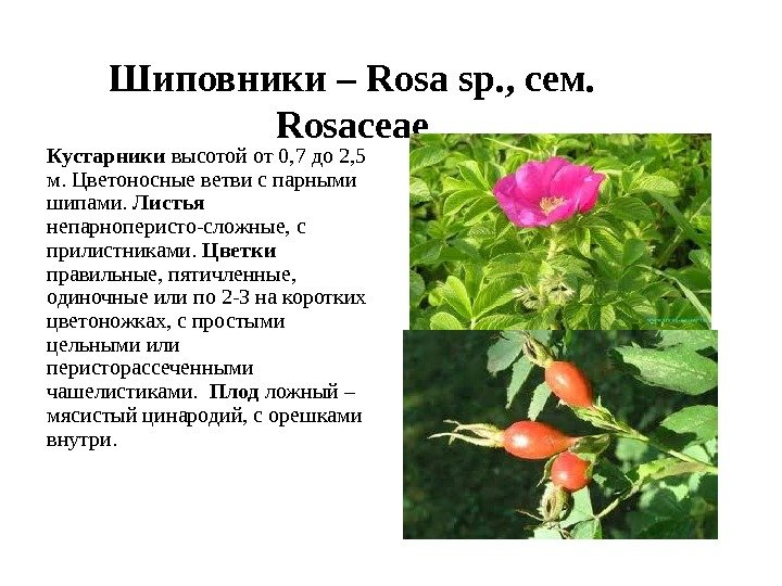 Шиповники – Rosa sp. , сем.  Rosaceae Кустарники высотой от 0, 7 до