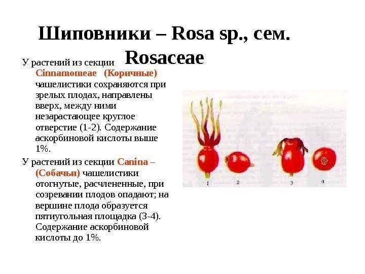Шиповники – Rosa sp. , сем.  Rosaceae У растений из секции Cinnamomeae (Коричные)