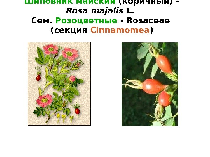 Шиповник майский (коричный) – Rosa majalis L.  C ем.  Розоцветные - Rosaceae