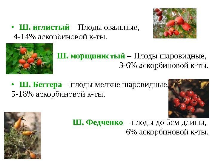  • Ш. иглистый  – Плоды овальные,  4 -14 аскорбиновой к-ты. Ш.