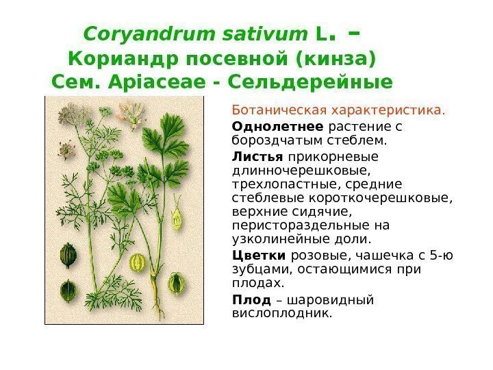 Coryandrum sativum L. – Кориандр посевной (кинза) Сем.  Apiaceae - Сельдерейные Ботаническая характеристика.