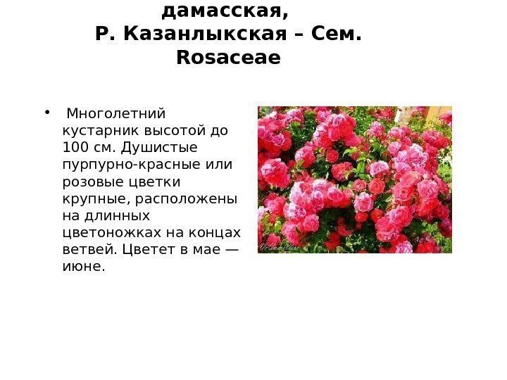 Rosa damascena – Роза дамасская,  Р. Казанлыкская – Сем.  Rosaceae • 