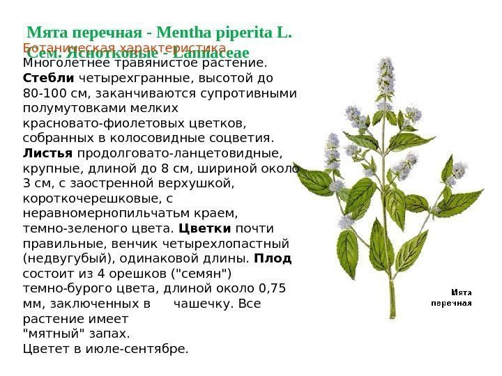 Мята перечная - Mentha piperita L. Сем. Яснотковые - Lamiaceae. Ботаническая характеристика.  Многолетнее