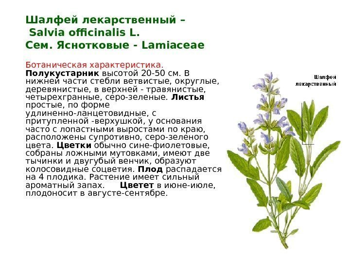 Шалфей лекарственный –  Salvia officinalis L. Сем. Яснотковые - Lamiaceae  Ботаническая характеристика.