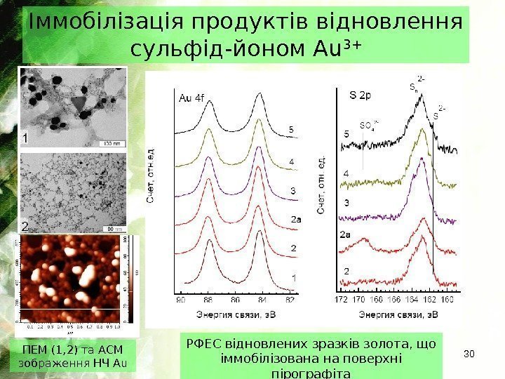 Іммобілізація продуктів відновлення сульфід-йоном Au 3+ 30 ПЕМ (1, 2) та АСМ зображення НЧ