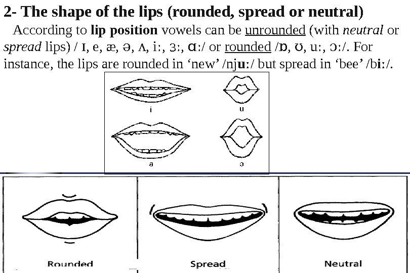 Shape Of Lips In Vowels