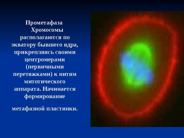 Прометафаза Хромосомы располагаются по экватору бывшего ядра,  прикрепляясь своими центромерами (первичными перетяжками) к