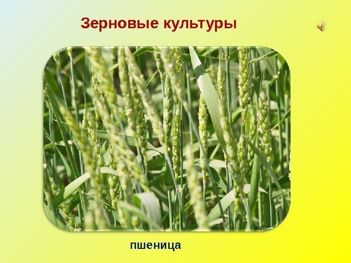 Зерновые культуры пшеница 