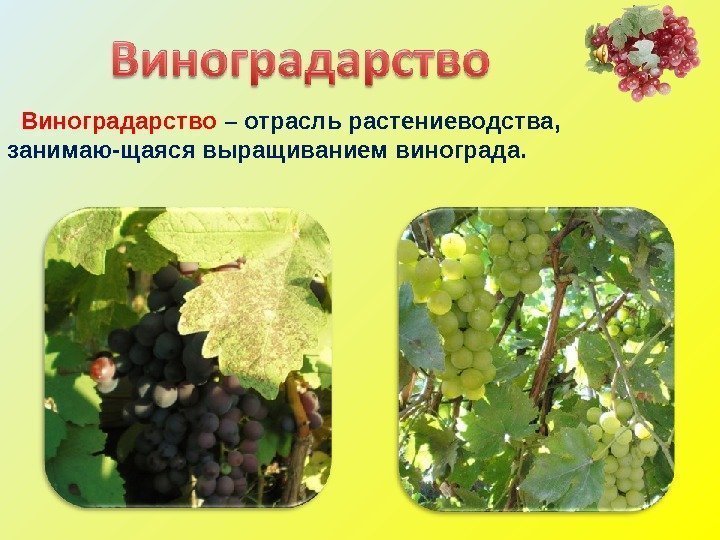   Виноградарство – отрасль растениеводства,  занимаю-щаяся выращиванием винограда.  