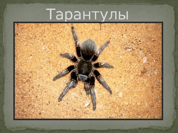 Тарантулы 