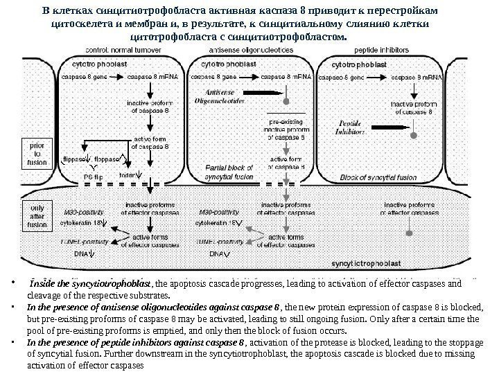  •  Inside the syncytiotrophoblast , the apoptosis cascade progresses, leading to activation