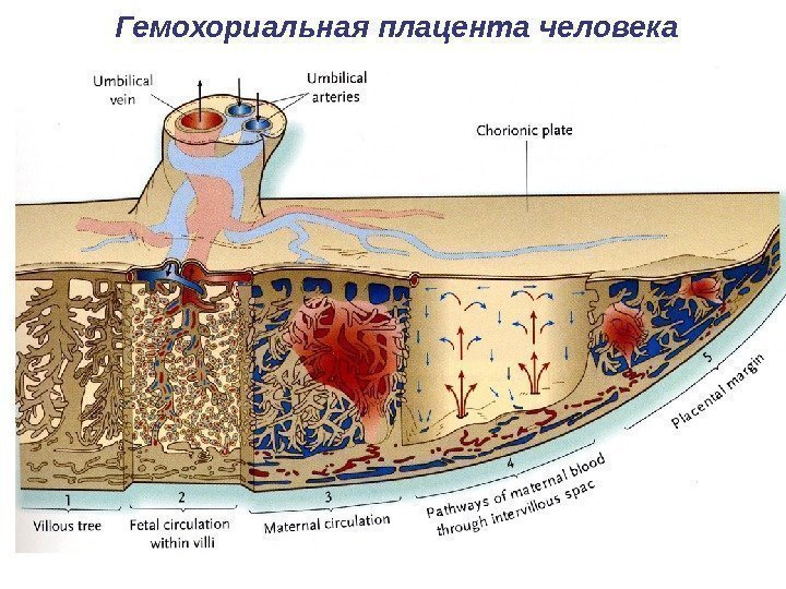 Гемохориальная плацента человека 