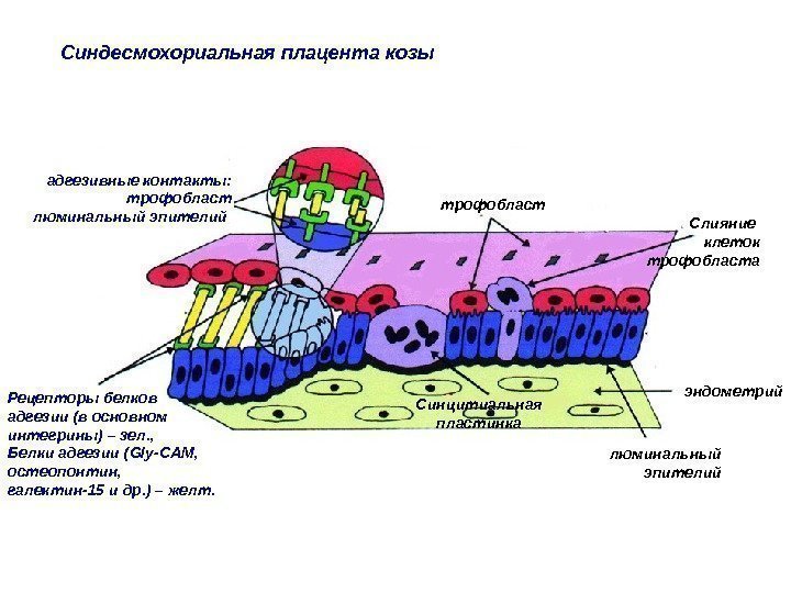 Синдесмохориальная плацента козы люминальный эпителий эндометрийтрофобласт Слияние клеток трофобласта Синцитиальная пластинкаадгезивные контакты: трофобласт люминальный