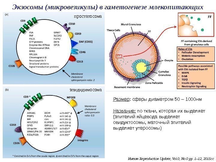 Экзосомы (микровезикулы) в гаметогенезе млекопитающих простатосома эпидидимосома Human Reproduction Update, Vol. 0, No. 0