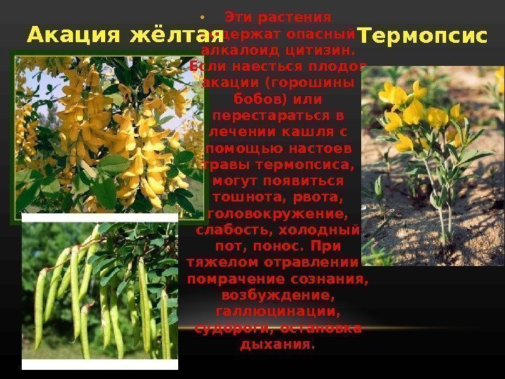  • Эти растения содержат опасный алкалоид цитизин.  Если наесться плодов акации (горошины