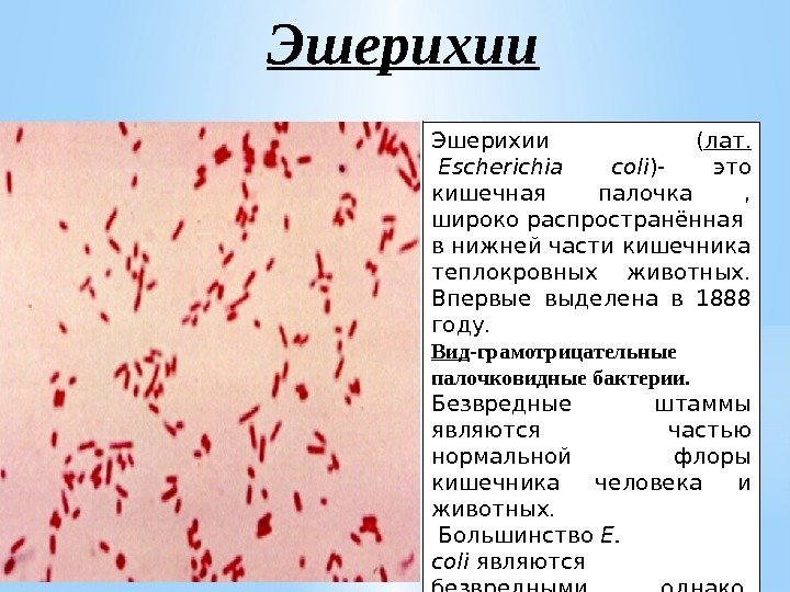 Эшерихии ( лат.  Escherichia coli )- это кишечная палочка ,  широко распространённая