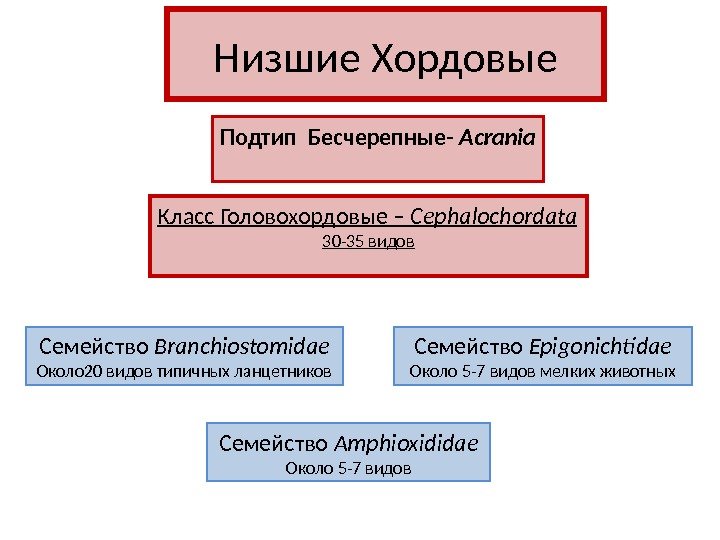 Низшие Хордовые Подтип Бесчерепные- Acrania Класс Головохордовые – Cephalochordata 30 -35 видов Семейство Branchiostomidae