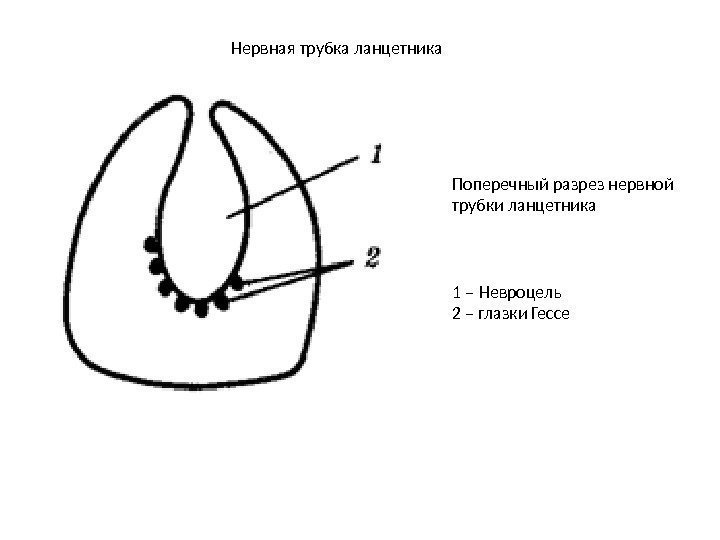 Нервная трубка ланцетника Поперечный разрез нервной трубки ланцетника 1 – Невроцель 2 – глазки