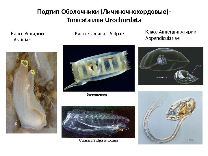 Подтип Оболочники ( Личиночнохордовые)- Tunicata или Urochordata Класс Асцидии –Ascidiae Класс Сальпы – Salpae