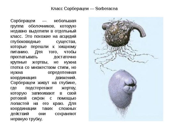 Класс Сорберацеи —  Sorberacea Сорберацеи — небольшая группа оболочников,  которую недавно выделили