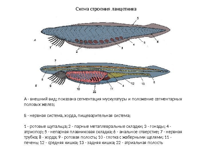 Схема строения ланцетника А - внешний вид; показана сегментация мускулатуры и положение сегментарных половых