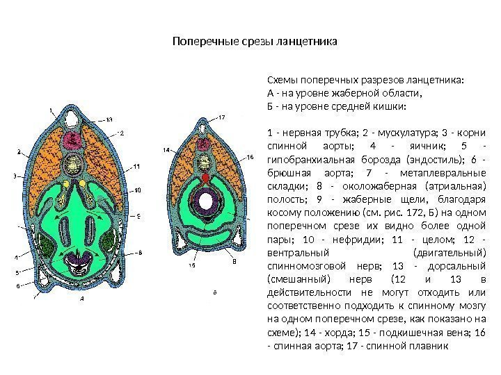 Поперечные срезы ланцетника Схемы поперечных разрезов ланцетника:  А - на уровне жаберной области,