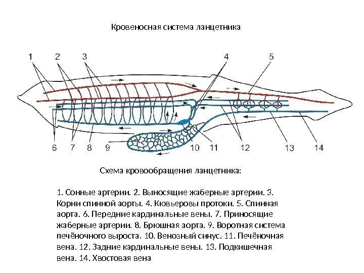 Кровеносная система ланцетника Схема кровообращения ланцетника:  1. Сонные артерии. 2. Выносящие жаберные артерии.