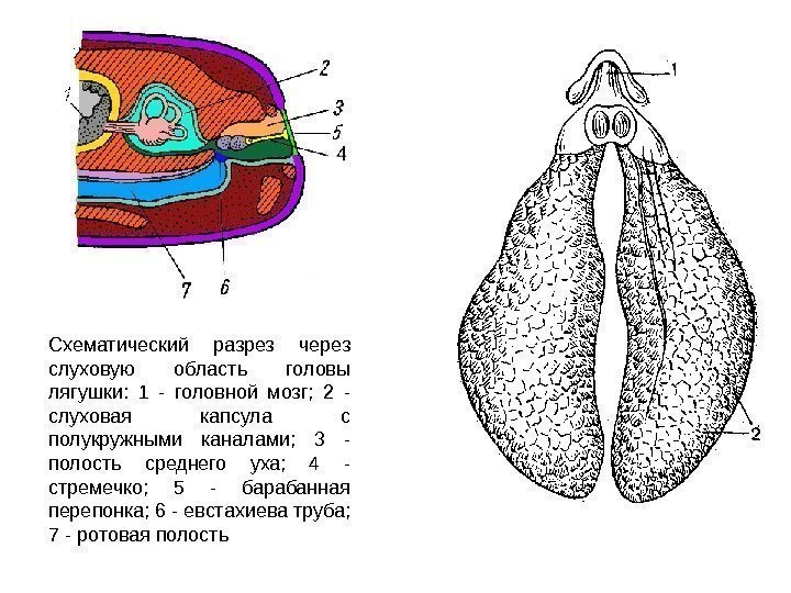 Схематический разрез через слуховую область головы лягушки:  1 - головной мозг;  2