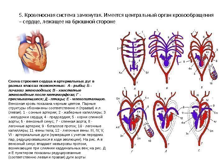 5. Кровеносная система замкнутая. Имеется центральный орган кровообращения – сердце, лежащее на брюшной стороне