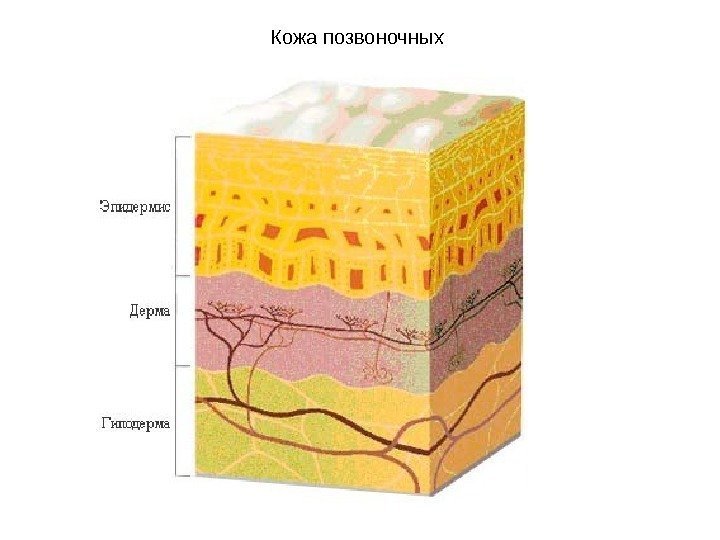 Кожа позвоночных 