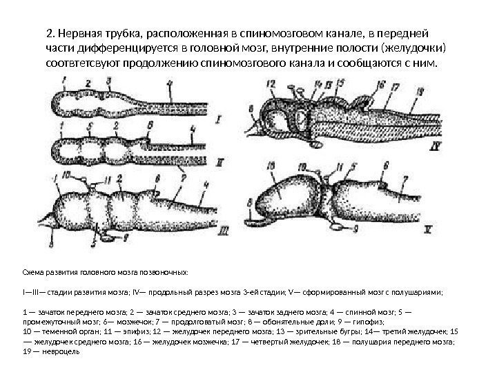 2. Нервная трубка, расположенная в спиномозговом канале, в передней части дифференцируется в головной мозг,