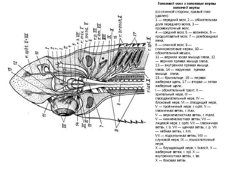 Головной мозг и головные нервы колючей акулы (со спинной стороны, правый глаз удален): 