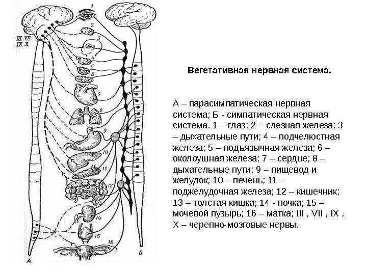 Вегетативная нервная система.  А – парасимпатическая нервная система; Б - симпатическая нервная система.