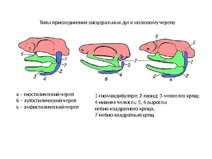 Типы присоединения висцеральных дуг к мозговому черепу а – гиостилический череп б – аутостилический