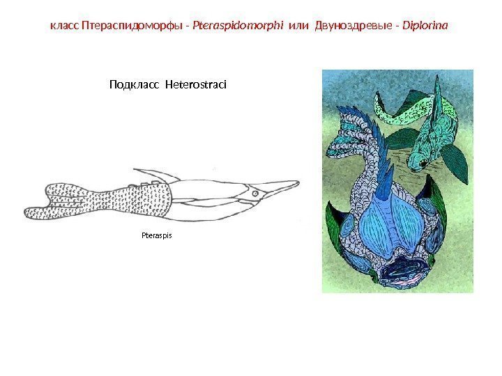 класс Птераспидоморфы - Pteraspidomorphi  или Двуноздревые - Diplorina Подкласс  Heterostraci Pteraspis 
