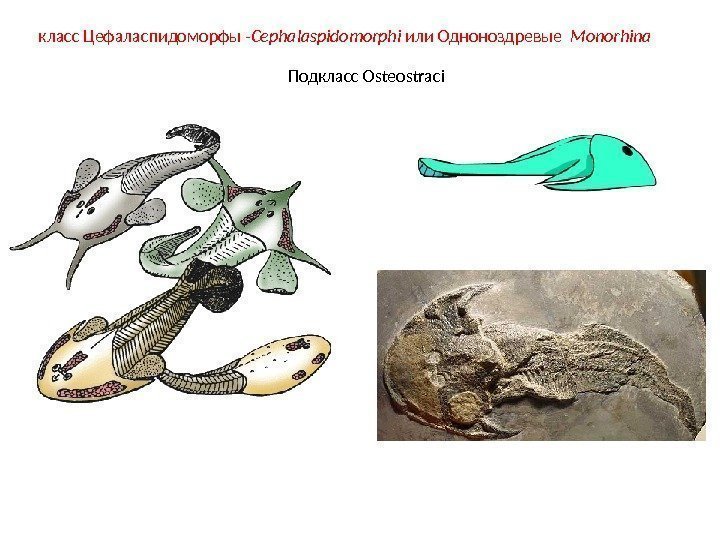 класс Цефаласпидоморфы - Cephalaspidomorphi или  Одноноздревые  Monorhina Подкласс Osteostraci 