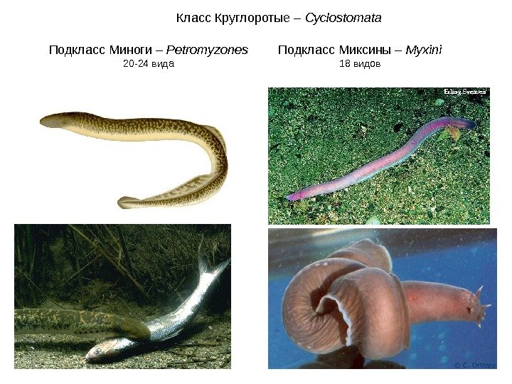 Класс Круглоротые – Cyclostomata Подкласс Миноги – Petromyzones 20 -24 вида Подкласс Миксины –