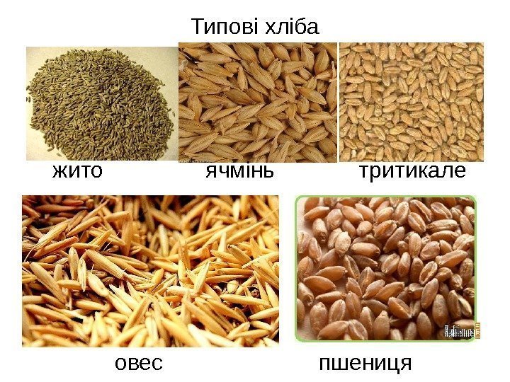 Типові хліба жито ячмінь тритикале овес пшениця 